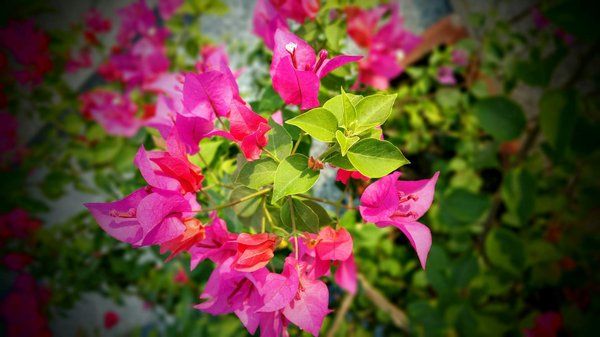 Créez un Jardin d'Été Inoubliable avec Ces Idées de Décorations DIY Innovantes